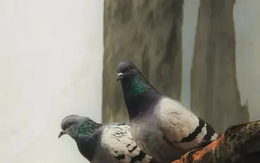 Dépigeonnage et filets anti-pigeons