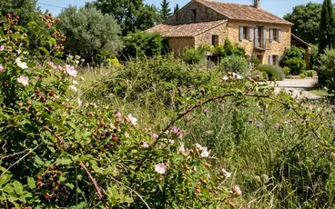 Terrain en friche rosiers sauvages et ronces